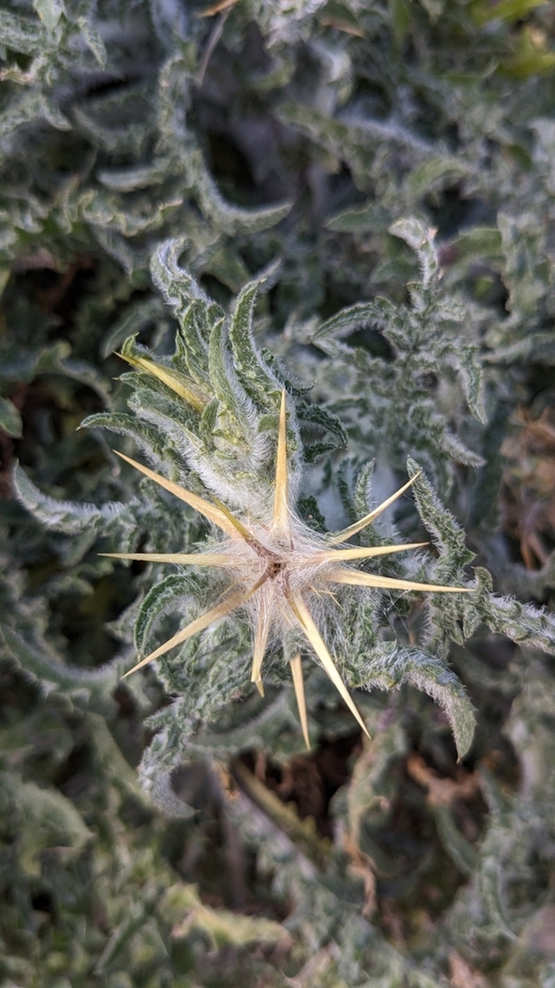 Centaurea procurrens photo 3