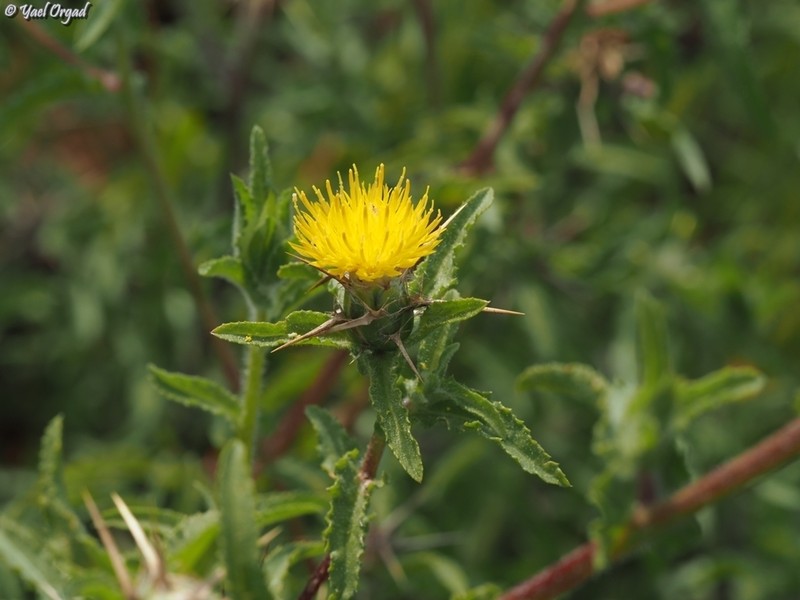 Centaurea procurrens photo 4