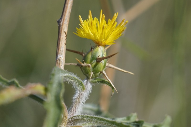 Centaurea procurrens photo 5