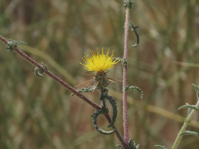 Centaurea procurrens photo 6