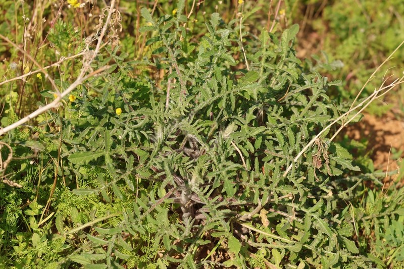 Centaurea procurrens photo 7
