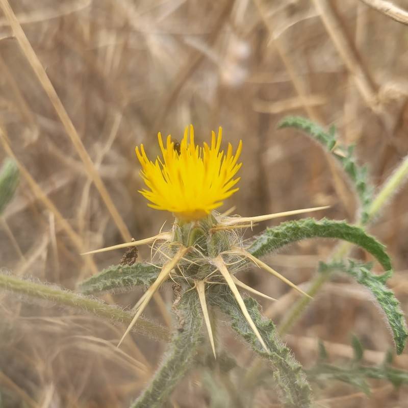 Centaurea procurrens photo 8