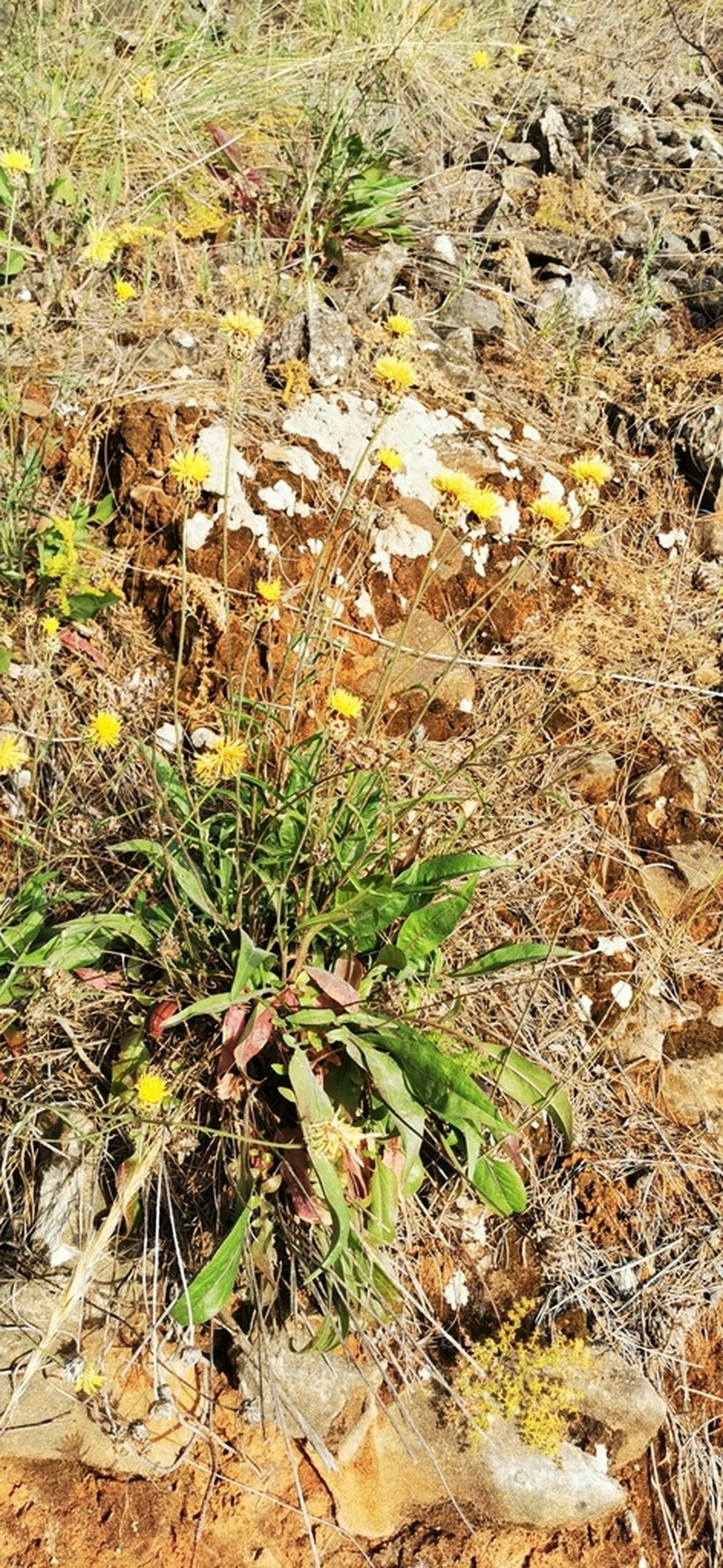 Centaurea prolongi