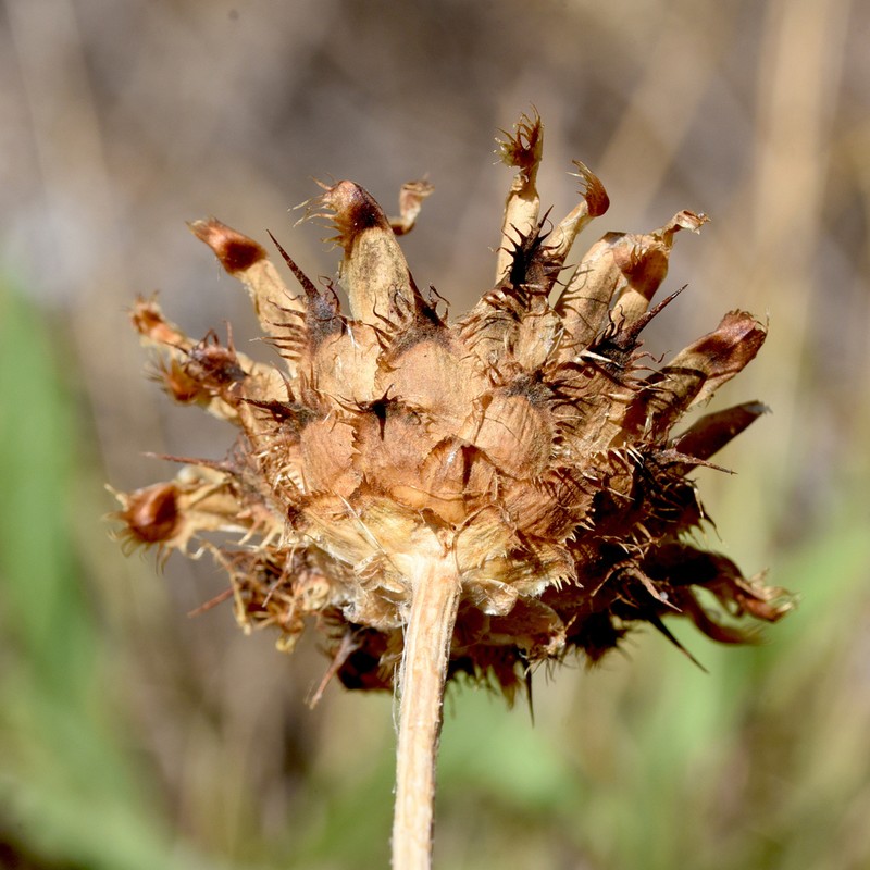 Centaurea prolongi photo 2