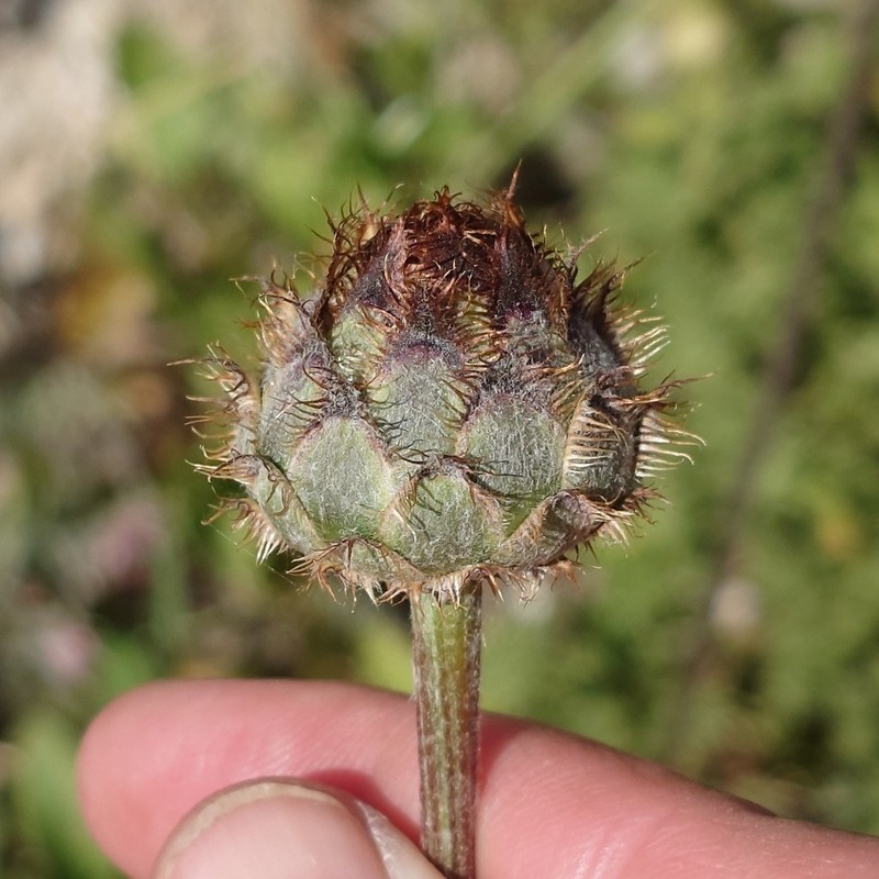 Centaurea prolongi photo 4
