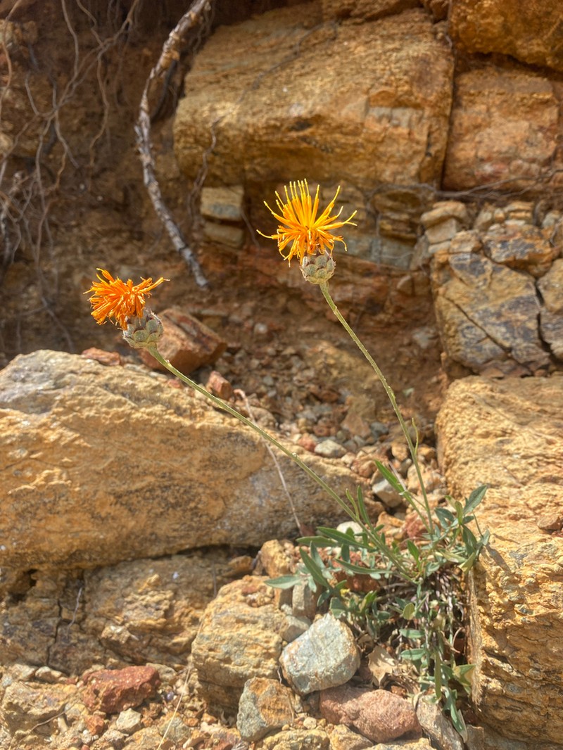 Centaurea prolongi photo 5