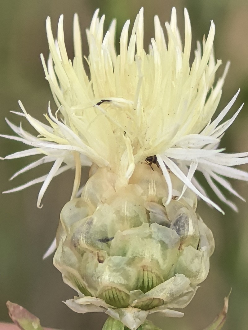 Centaurea proto-gerberi