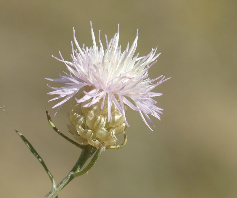 Centaurea proto-margaritacea