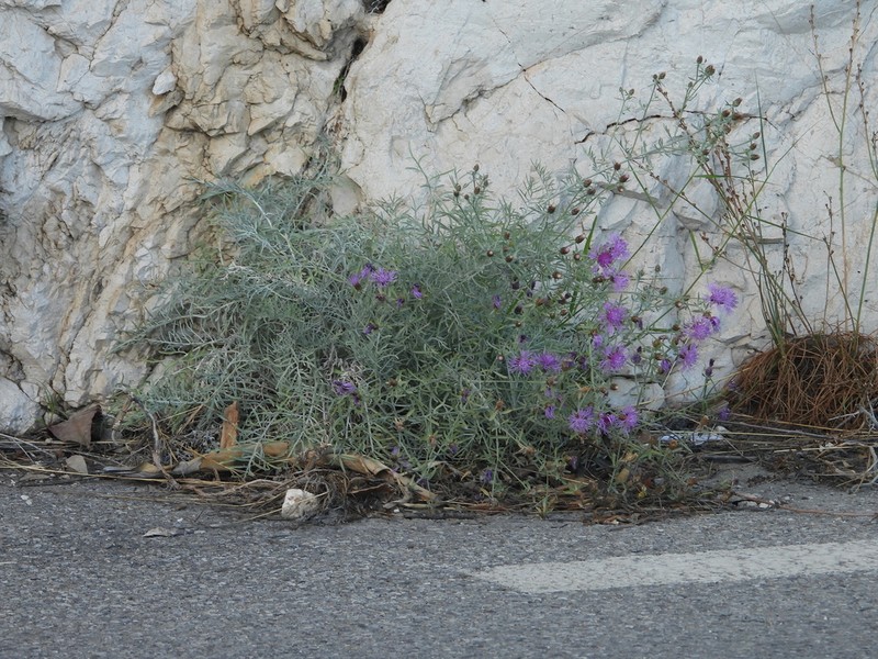 Centaurea pseudocineraria