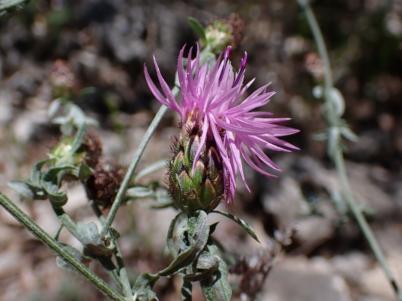 Centaurea pseudocineraria photo 2