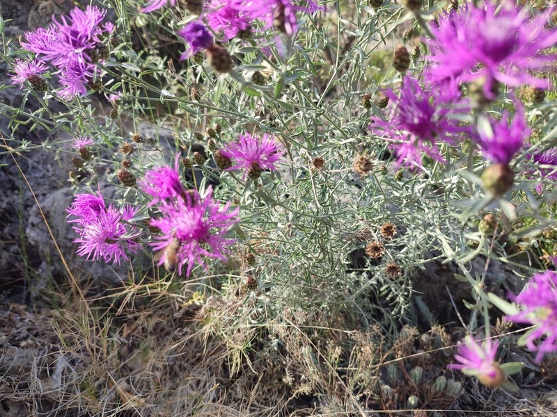 Centaurea pseudocineraria photo 3