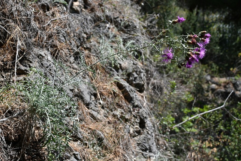 Centaurea pseudocineraria photo 4