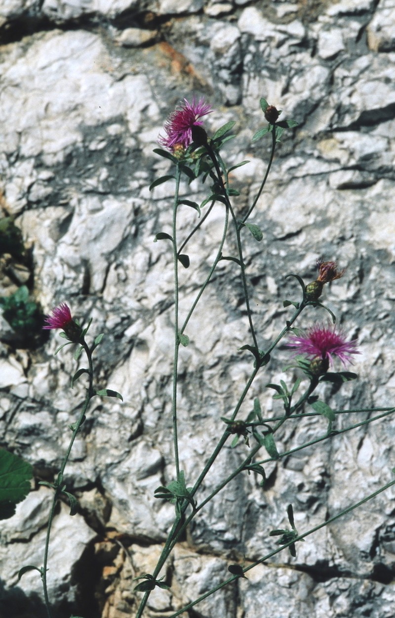 Centaurea pseudocineraria photo 5