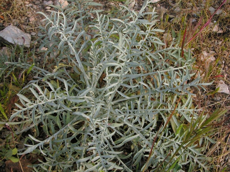 Centaurea pseudocineraria photo 6