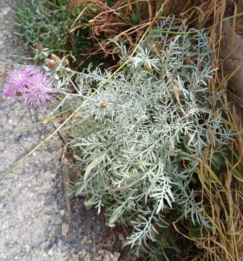 Centaurea pseudocineraria photo 7