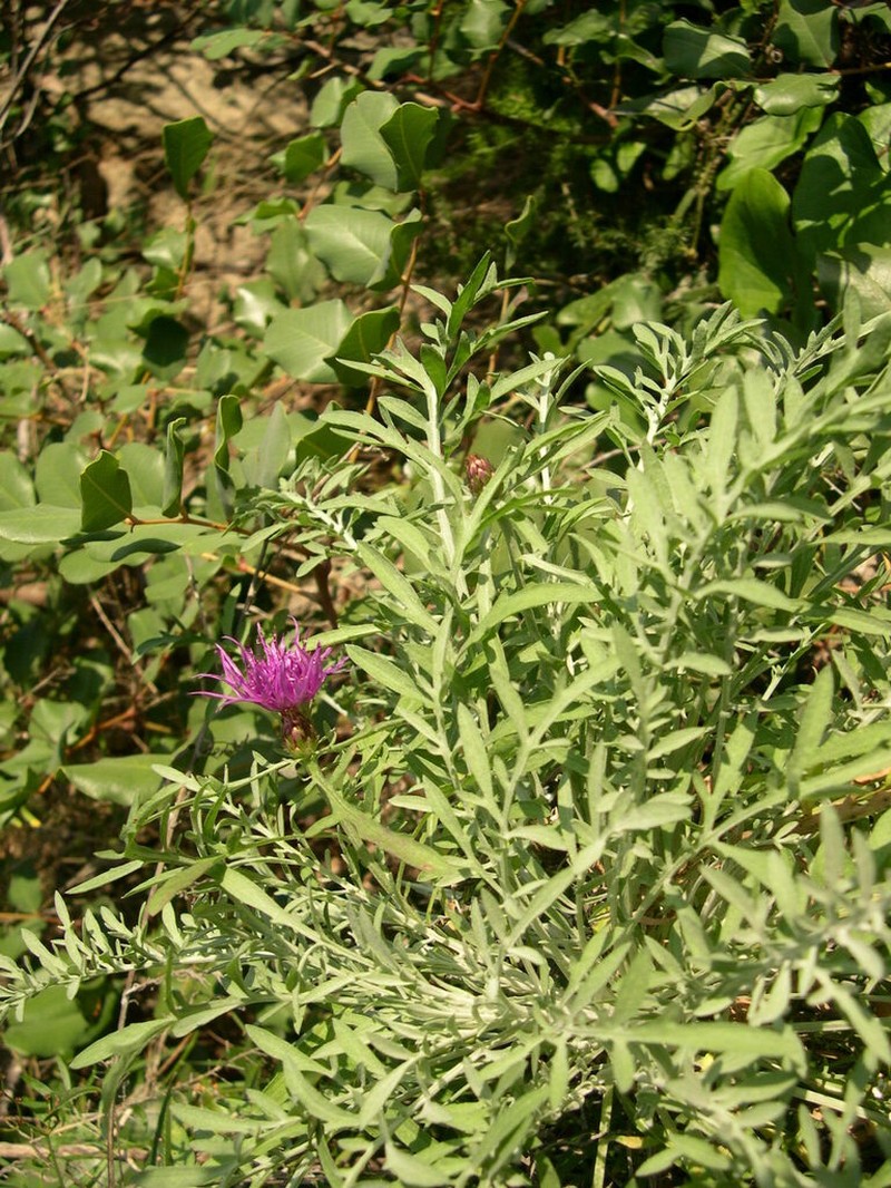 Centaurea pseudocineraria photo 8