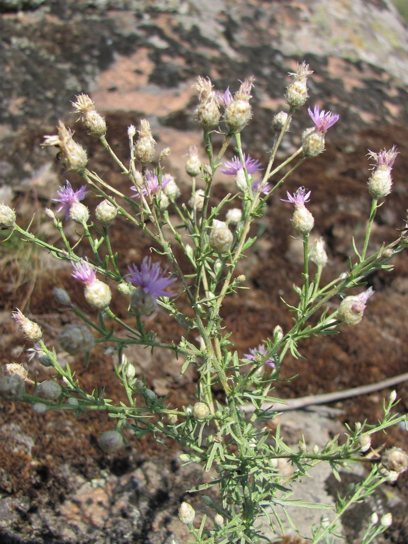 Centaurea pseudoleucolepis
