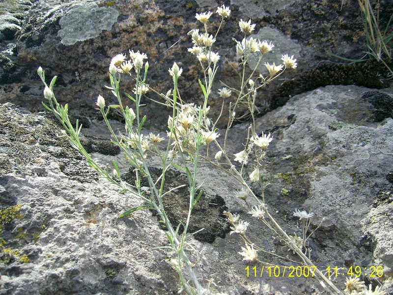 Centaurea pseudoleucolepis photo 2