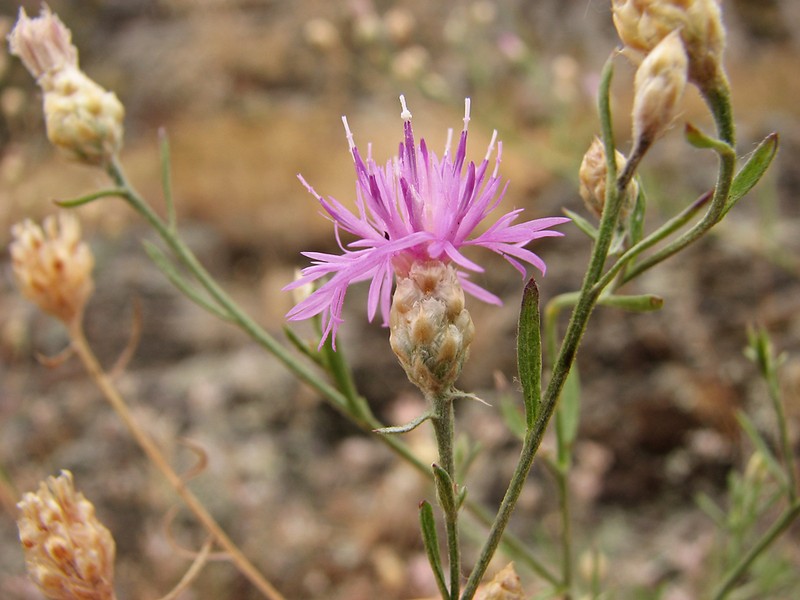 Centaurea pseudoleucolepis photo 4