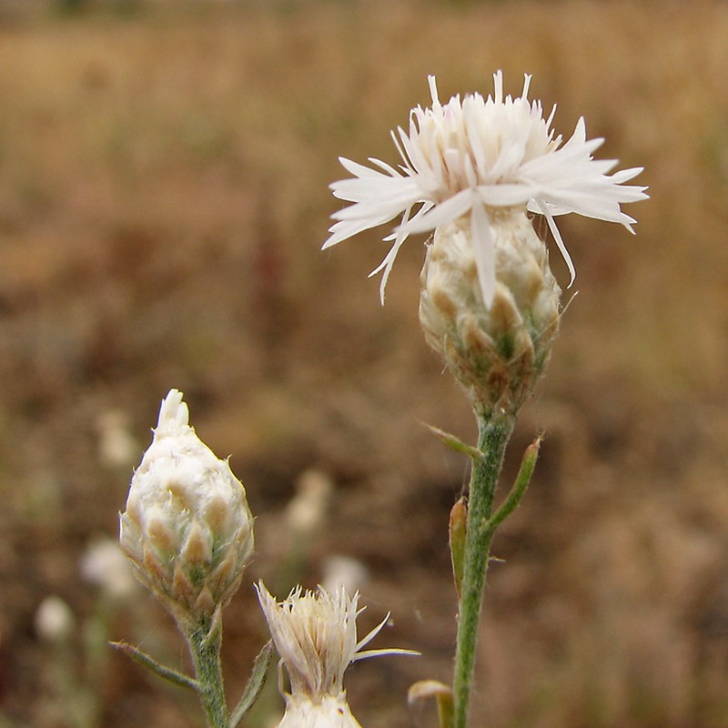 Centaurea pseudoleucolepis photo 5