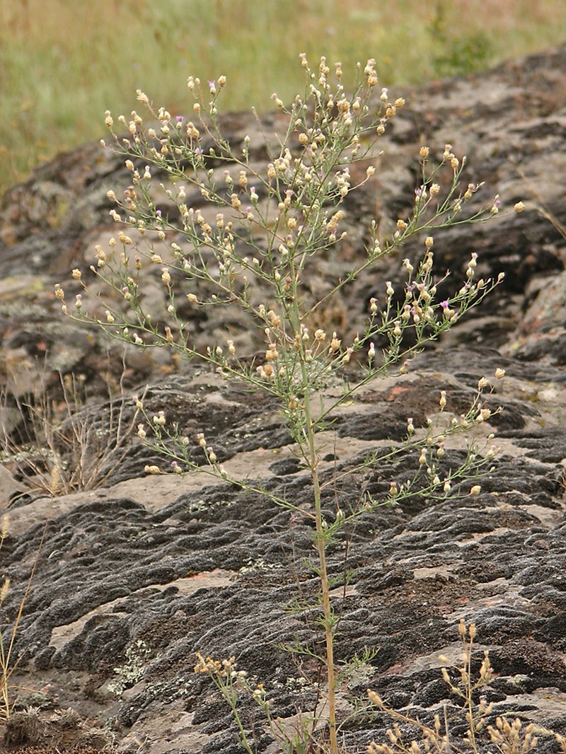 Centaurea pseudoleucolepis photo 6