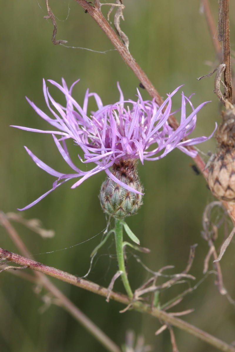 Centaurea pseudomaculosa