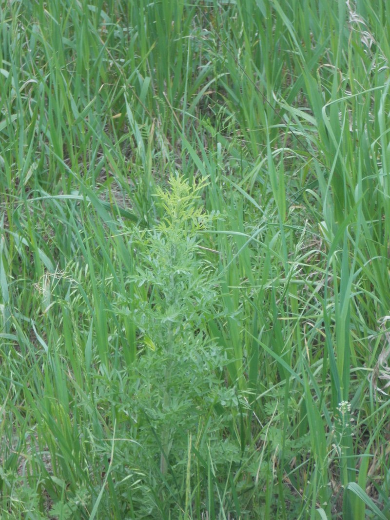 Centaurea pseudomaculosa photo 2