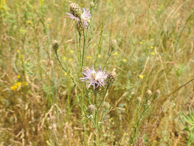 Centaurea pseudomaculosa photo 3