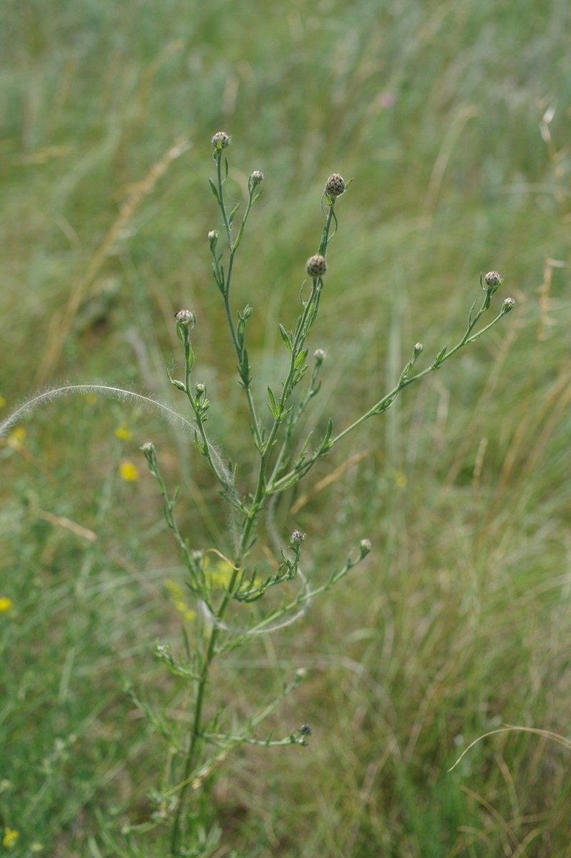 Centaurea pseudomaculosa photo 4