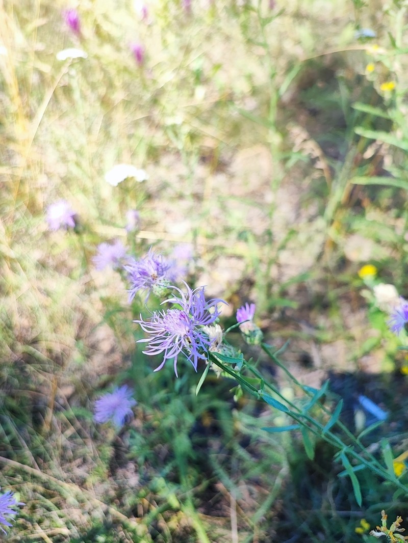 Centaurea pseudomaculosa photo 5