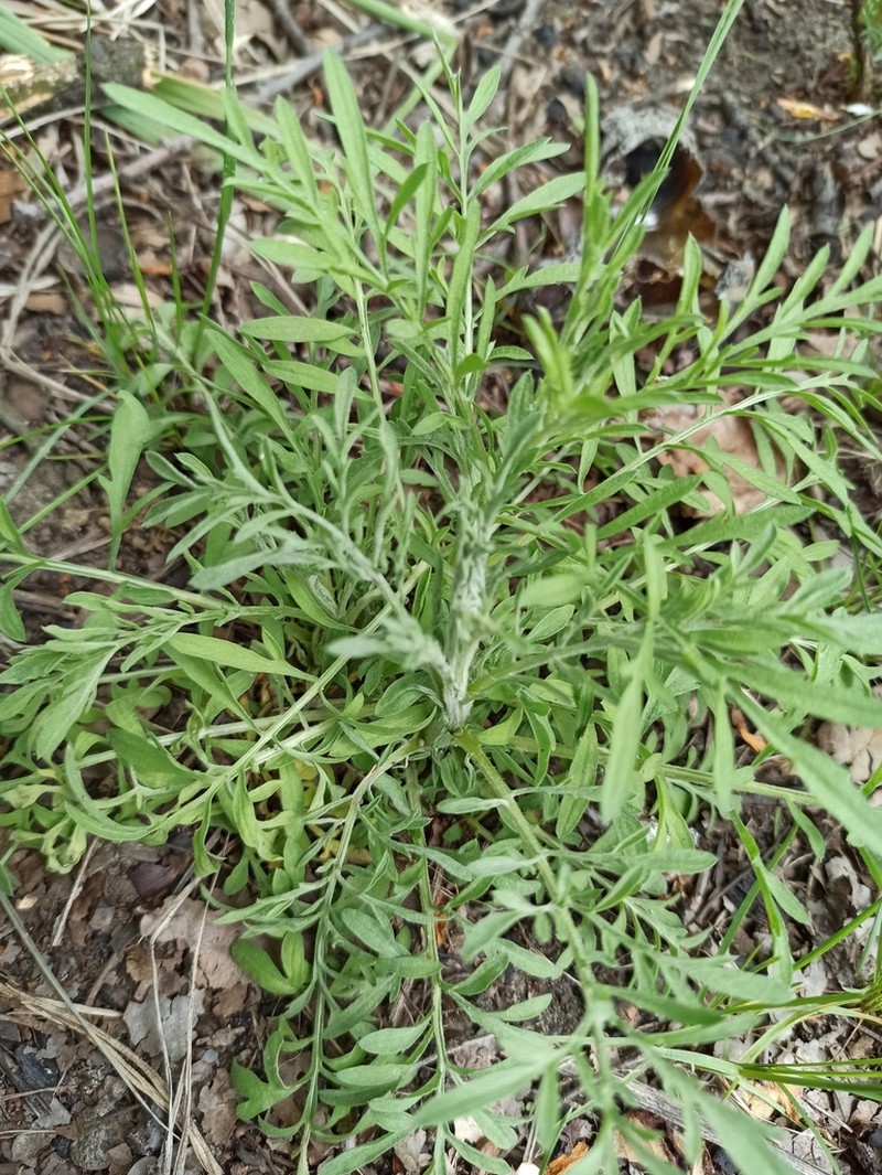 Centaurea pseudomaculosa photo 7