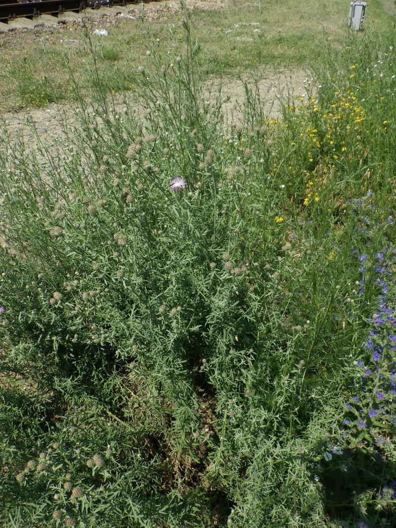 Centaurea pseudomaculosa photo 8