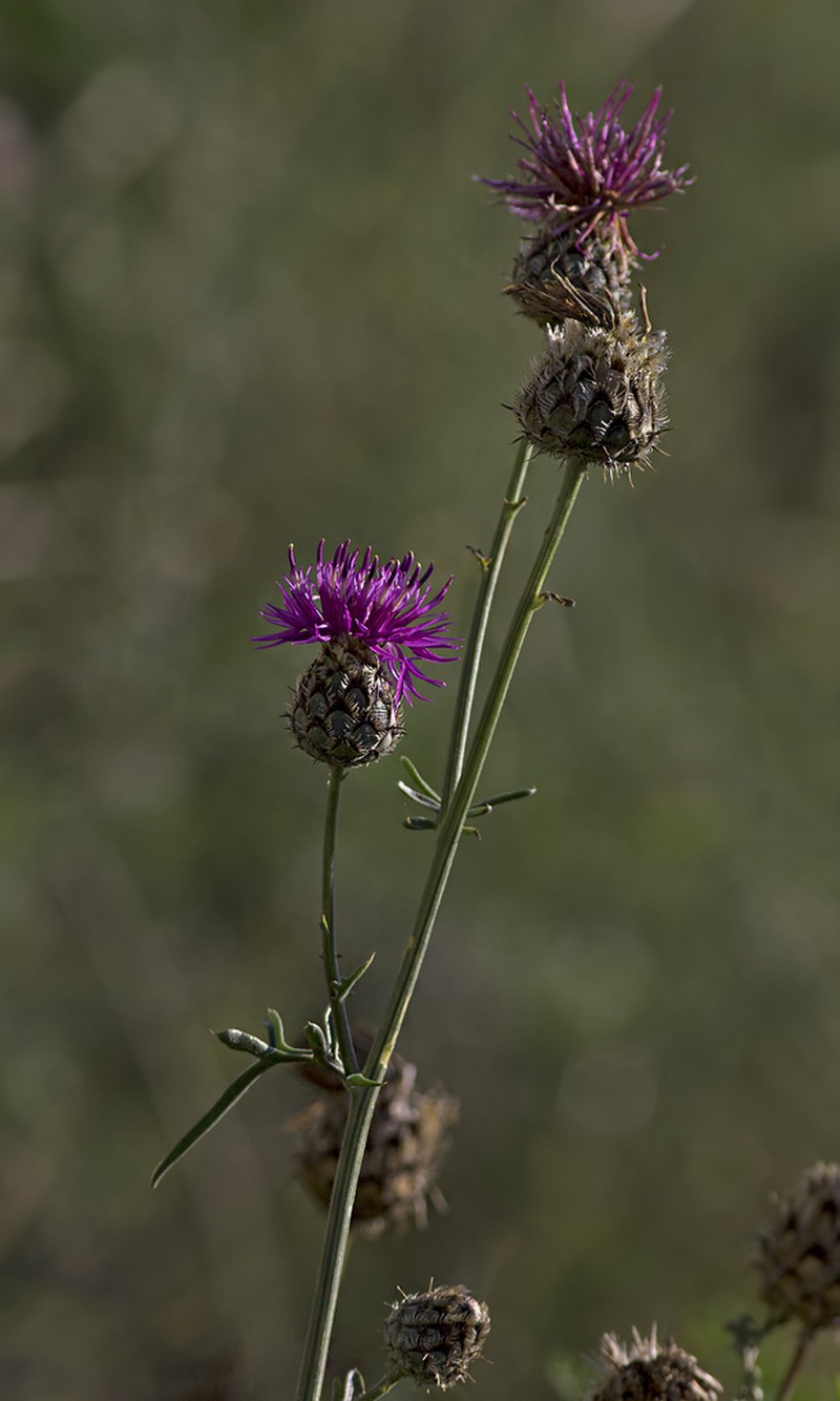 Centaurea pseudoscabiosa
