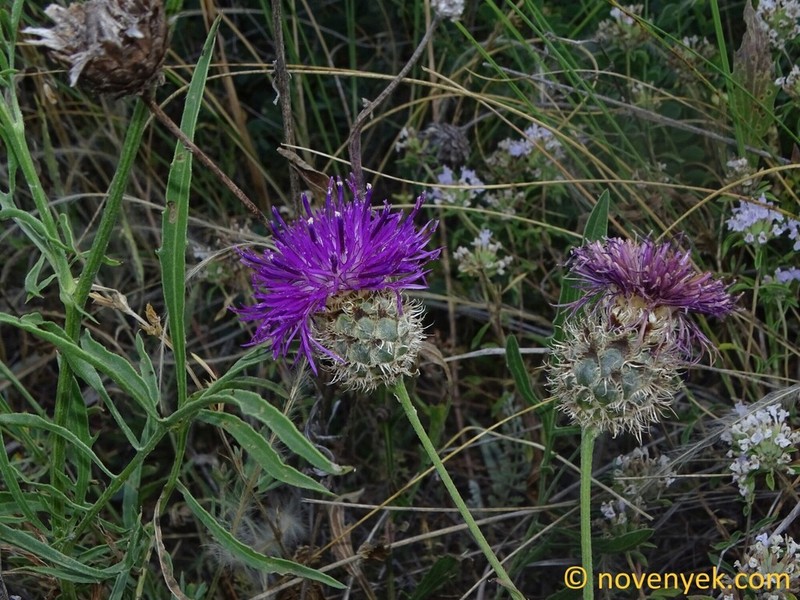 Centaurea pseudoscabiosa photo 2