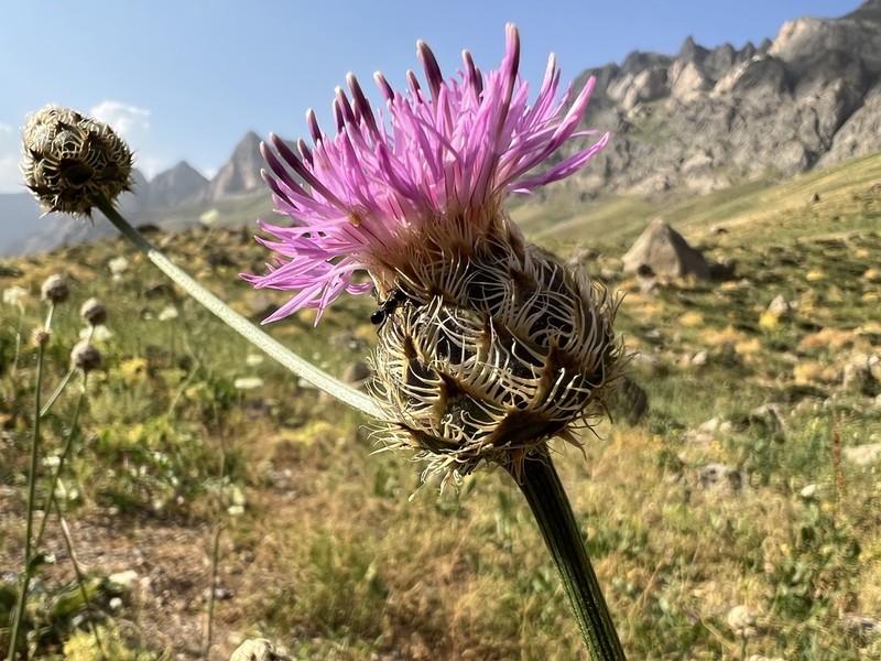 Centaurea pseudoscabiosa photo 3