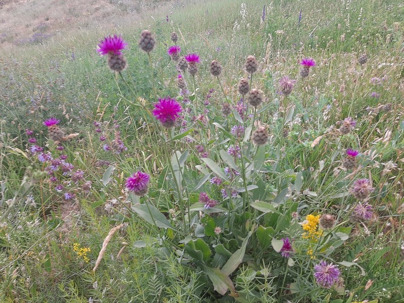 Centaurea pseudoscabiosa photo 4