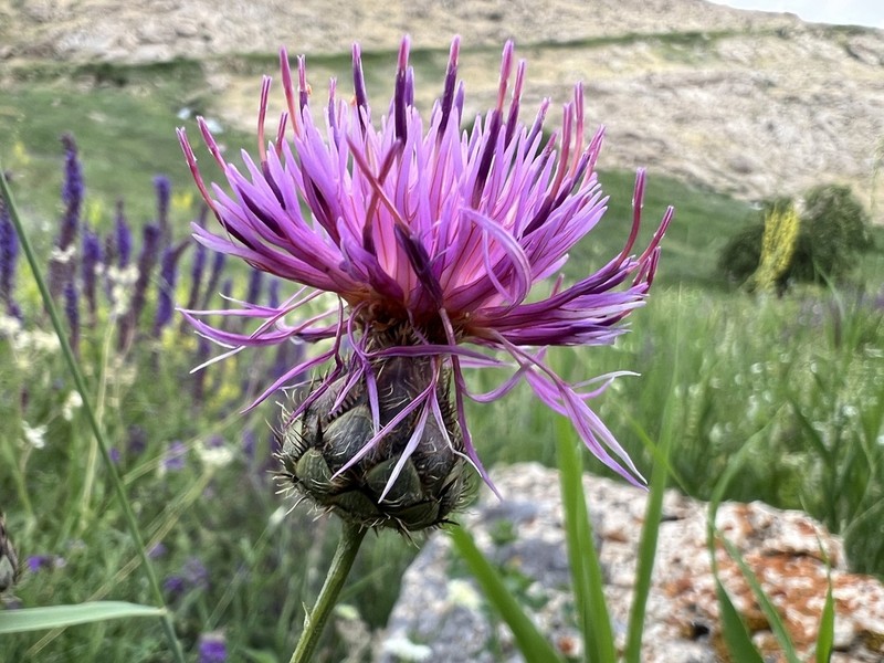 Centaurea pseudoscabiosa photo 5