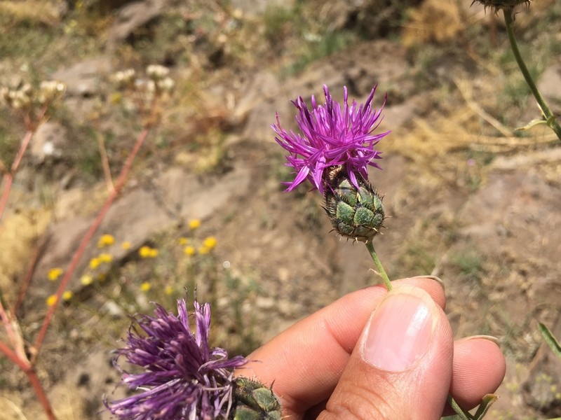 Centaurea pseudoscabiosa photo 6