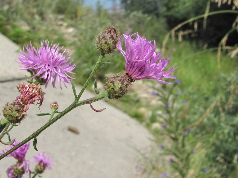 Centaurea pseudoscabiosa photo 7