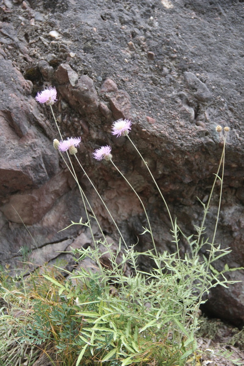 Centaurea pseudoscabiosa photo 8