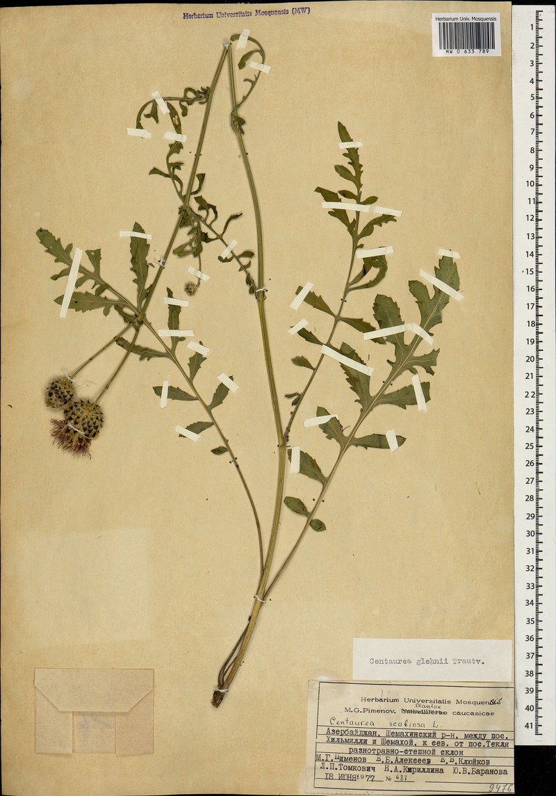 Centaurea pseudoscabiosa subsp. glehnii