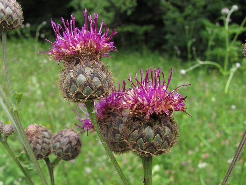 Centaurea pseudoscabiosa subsp. ossethica photo 2