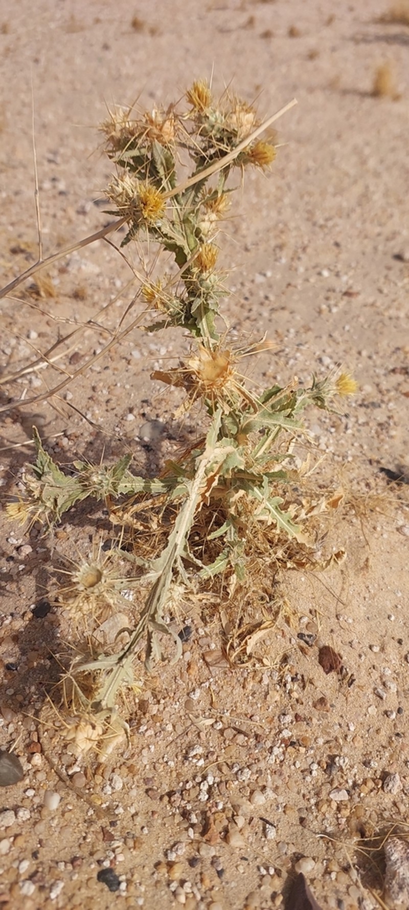 Centaurea pseudosinaica