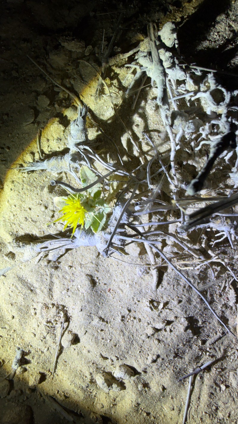 Centaurea pseudosinaica photo 2