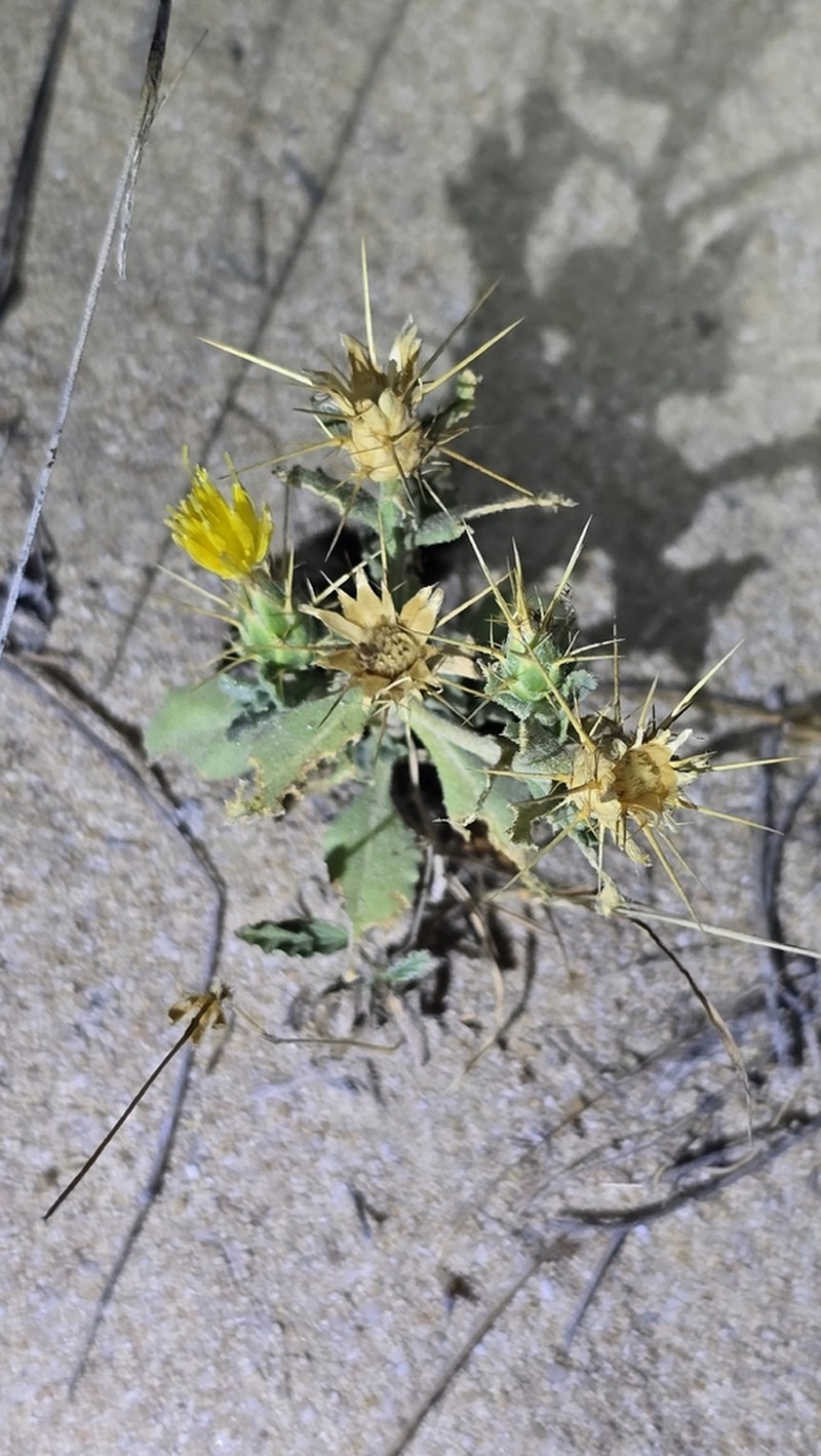 Centaurea pseudosinaica photo 3