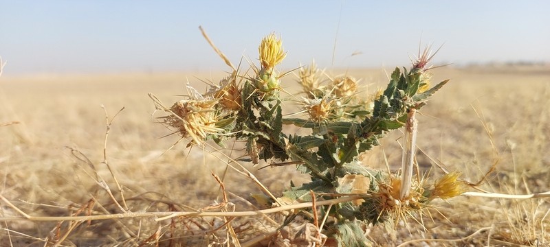 Centaurea pseudosinaica photo 5