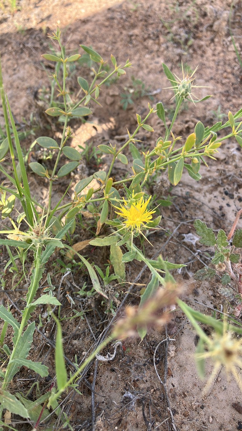 Centaurea pseudosinaica photo 6