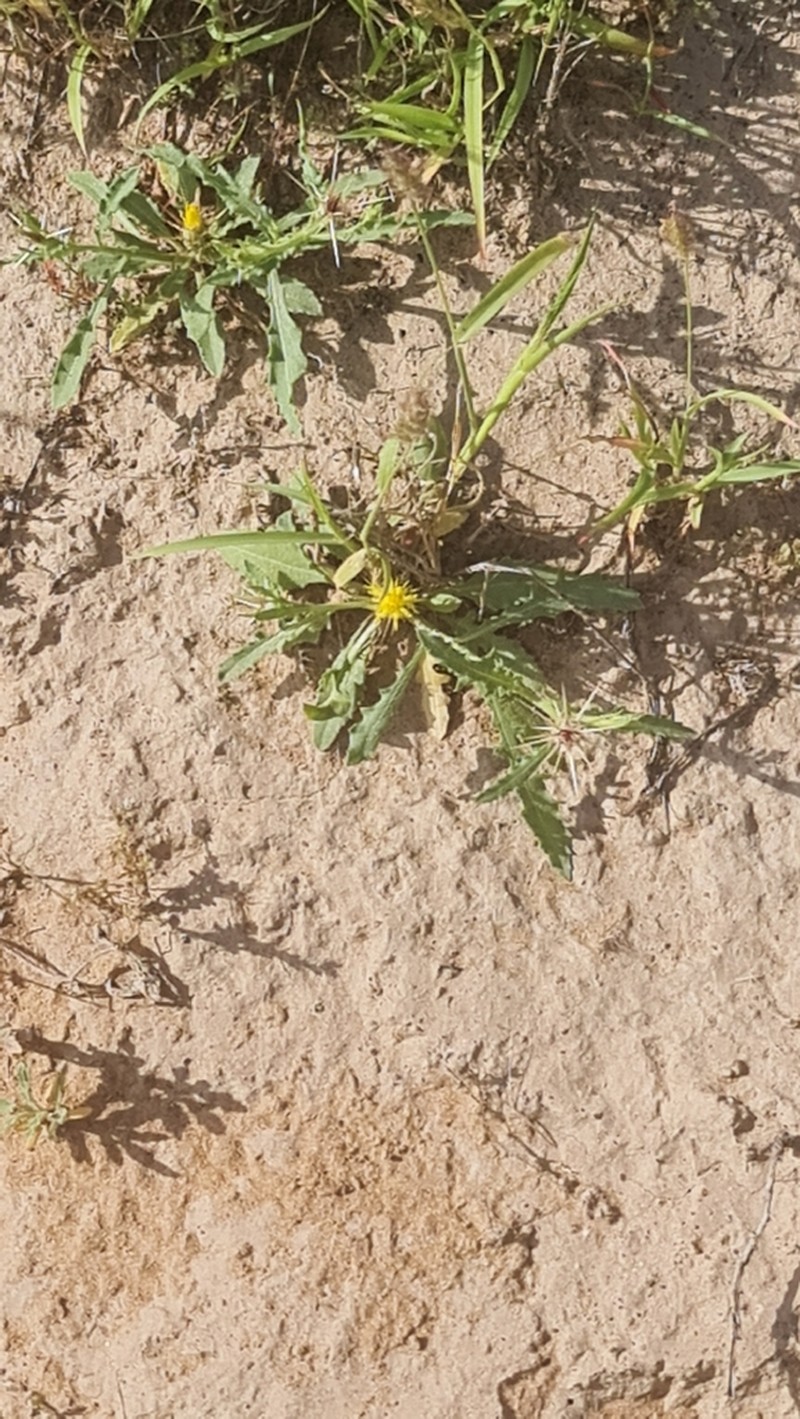 Centaurea pseudosinaica photo 7
