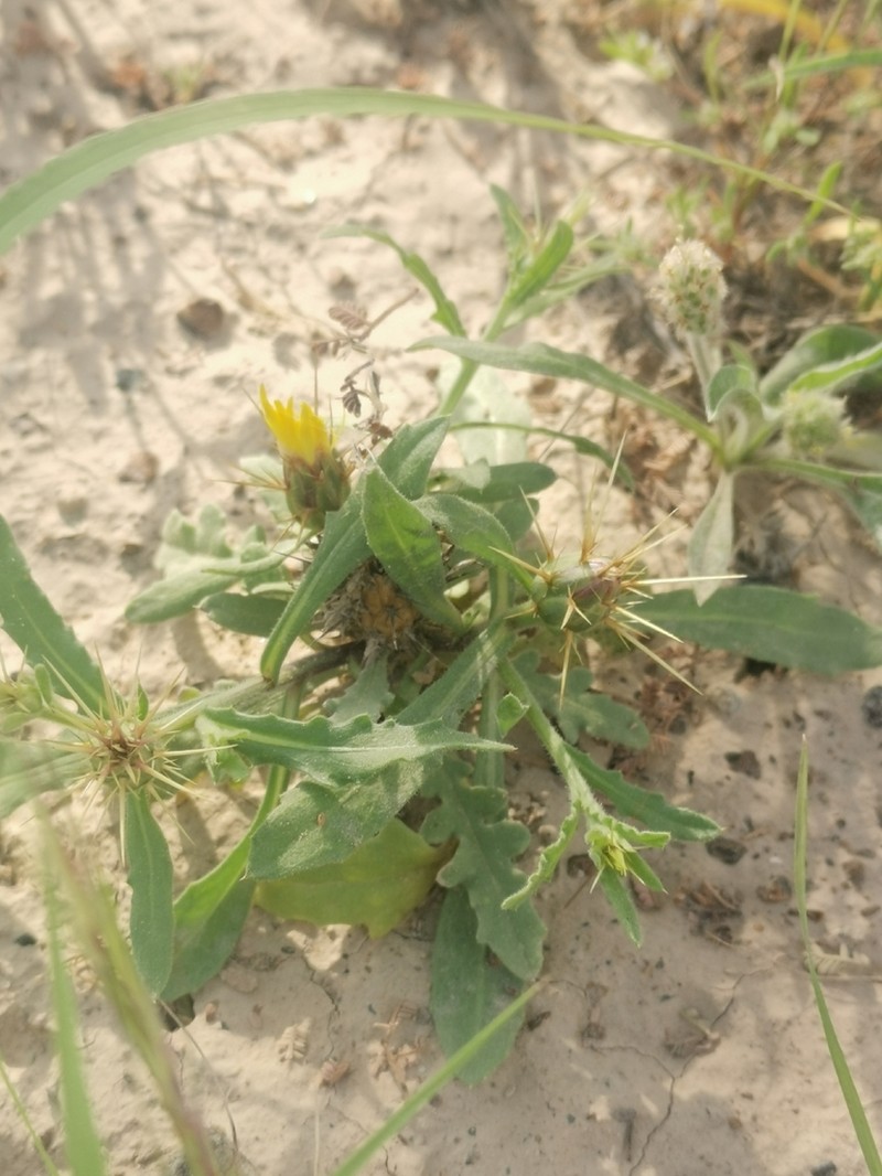 Centaurea pseudosinaica photo 8