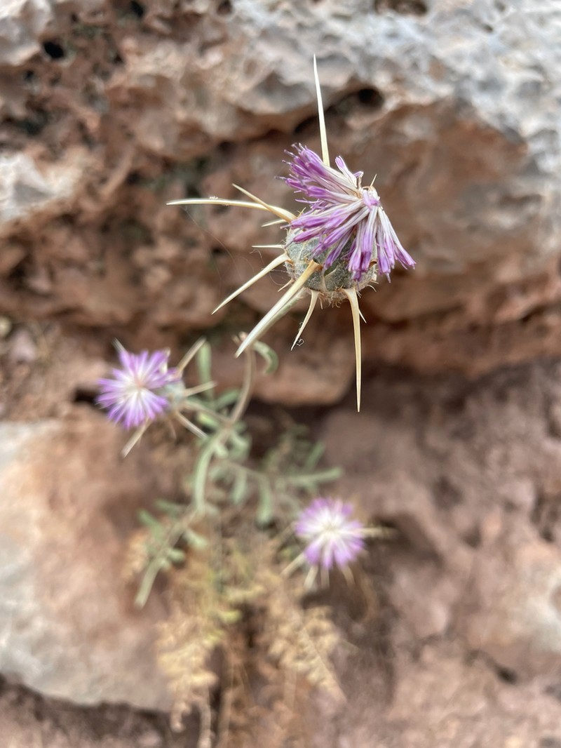 Centaurea psilacantha